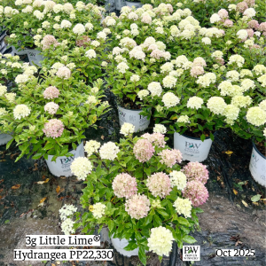 October 2025 3g Little Lime Hydrangea Group Website